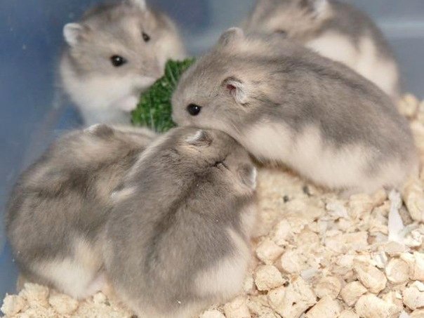 Породы хомяков | ЗооТом - продажа, вязка и услуги для животных в Макушино