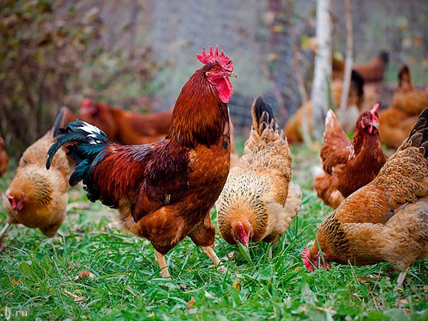 Породы куриц | ЗооТом - продажа, вязка и услуги для животных в Макушино