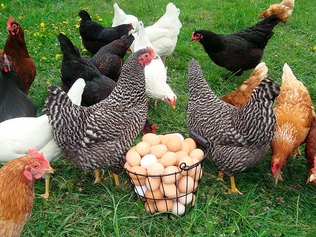 Содержание кур и уход за ними | ЗооТом - продажа, вязка и услуги для животных в Макушино