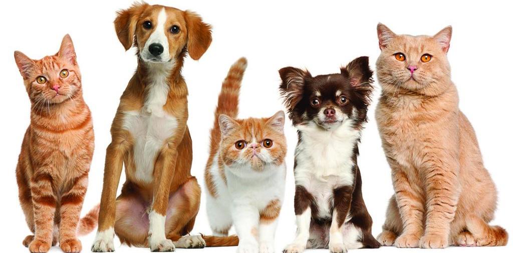 Доска объявлений о животных | ЗооТом - продажа, вязка и услуги для животных в Макушино