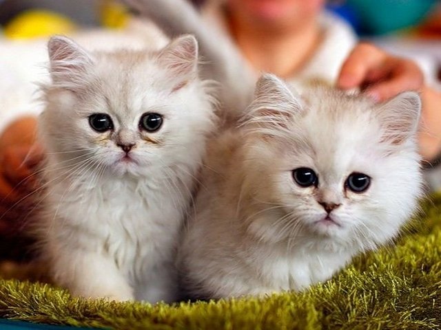 Породы кошек в Макушино | ЗооТом портал о животных