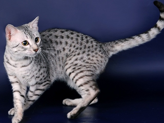 Породы кошек в Макушино | ЗооТом портал о животных