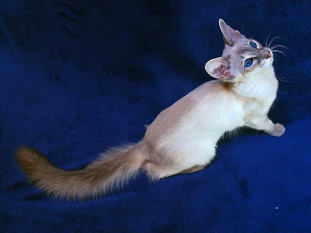 Выведенные породы кошек в Макушино | ЗооТом портал о животных