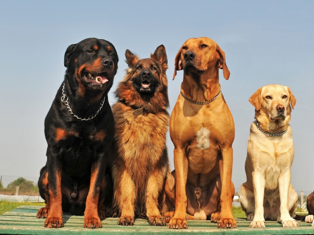 Крупные породы собак в Макушино | ЗооТом портал о животных