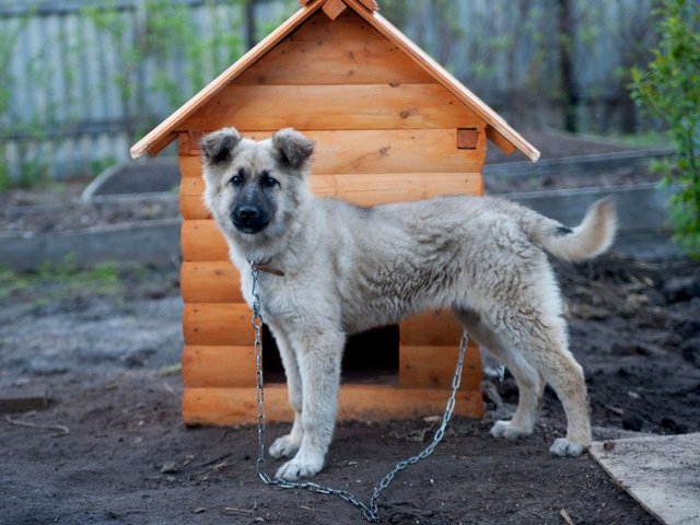 Все о собаках в Макушино Все о собаках в Макушино